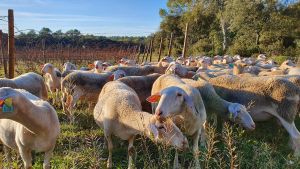 moutons dans les vignes