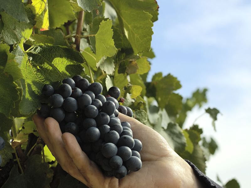 Préparation des vendanges au Château de Lascaux