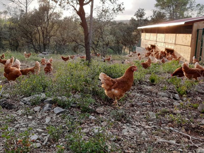 Come and get your organic eggs at the domain !