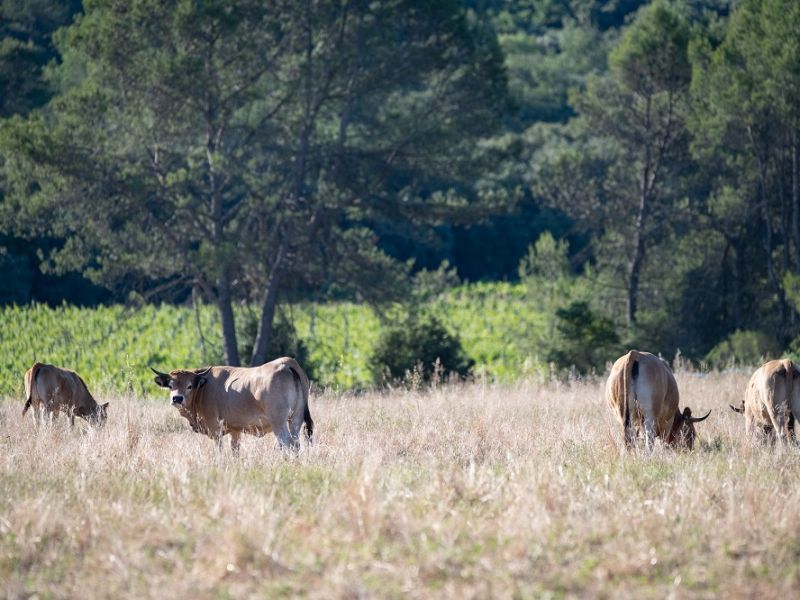 vaches dans la garrigue et vignes en biodynamie