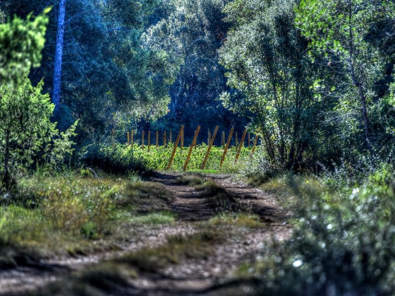biodynamie dans les vignes en pleine garrigue