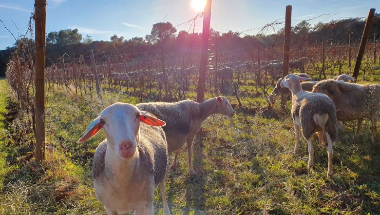 Pourquoi mettre des moutons et des vaches dans les vignes ?