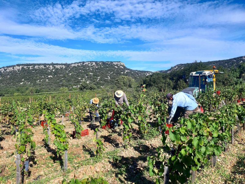 Carnet de vendanges 2021
