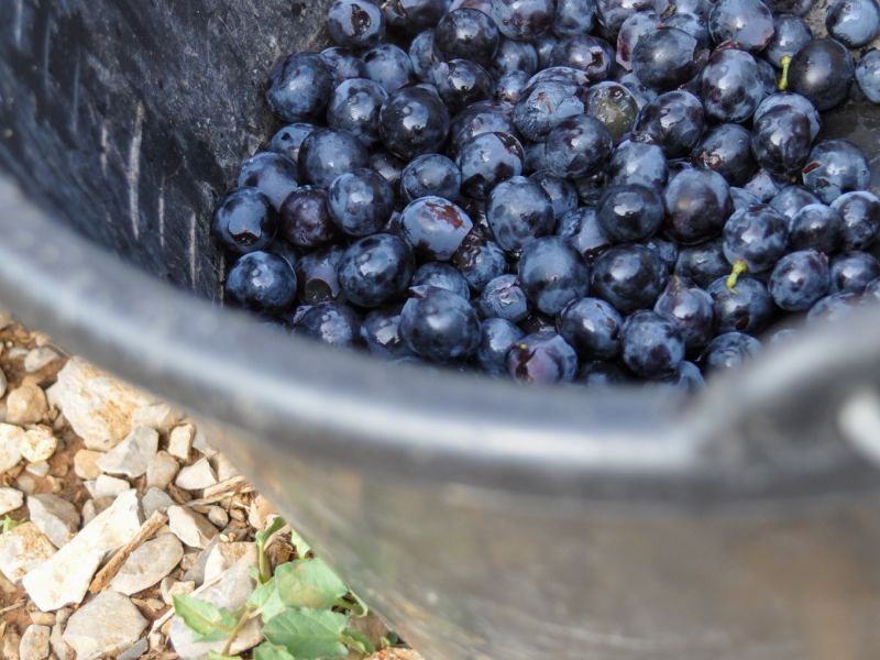 Dans les coulisses des vendanges