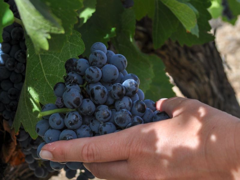 Devenez vendangeur d’un jour