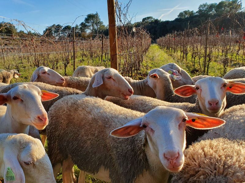 Ils sont de retour dans nos vignes