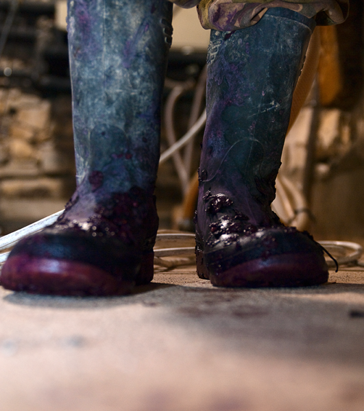 Récolte du millésime 2023