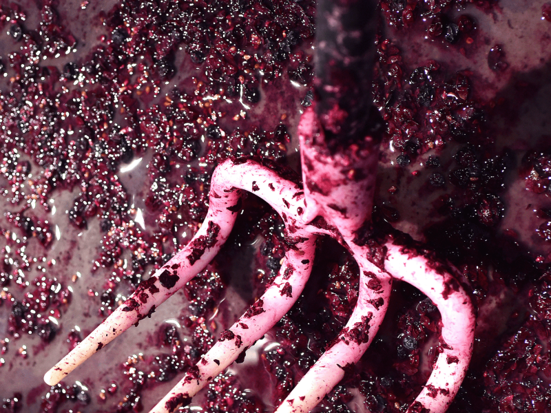 Carnet de vendanges 2023