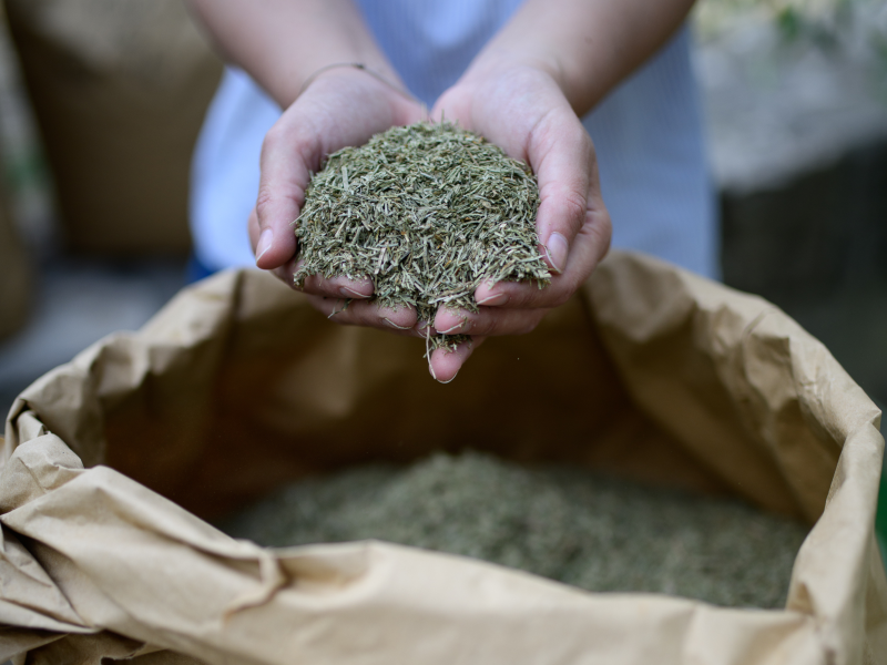 La décoction de prêle