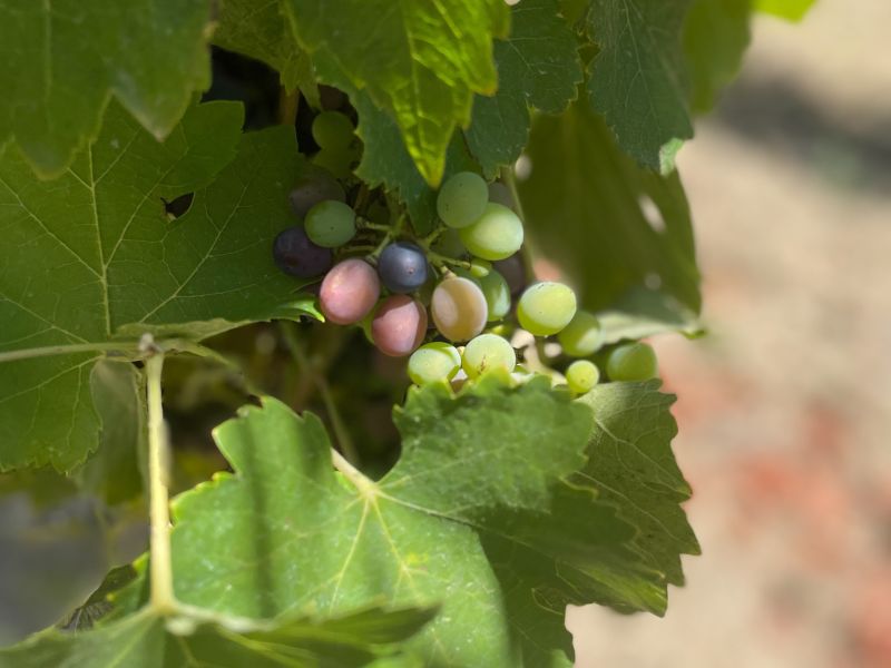 Véraison du millésime 2024