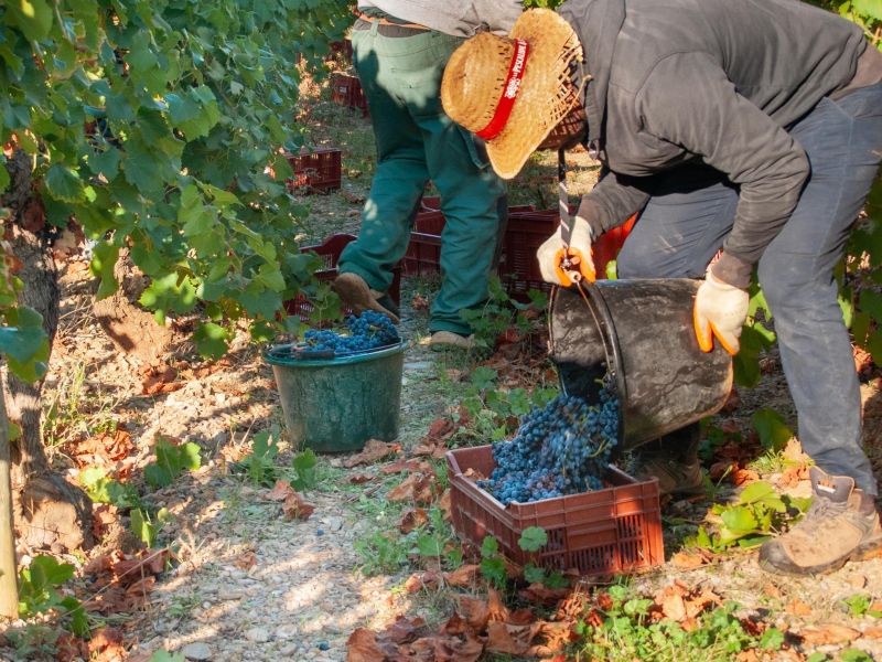 Millésime 2024 : une récolte prometteuse