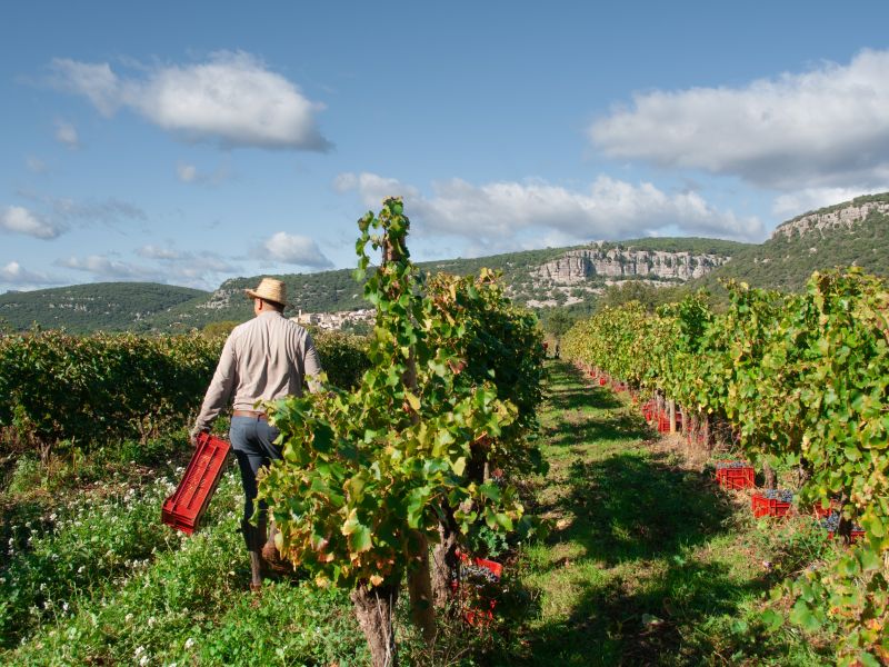 Carnet de vendanges 2024
