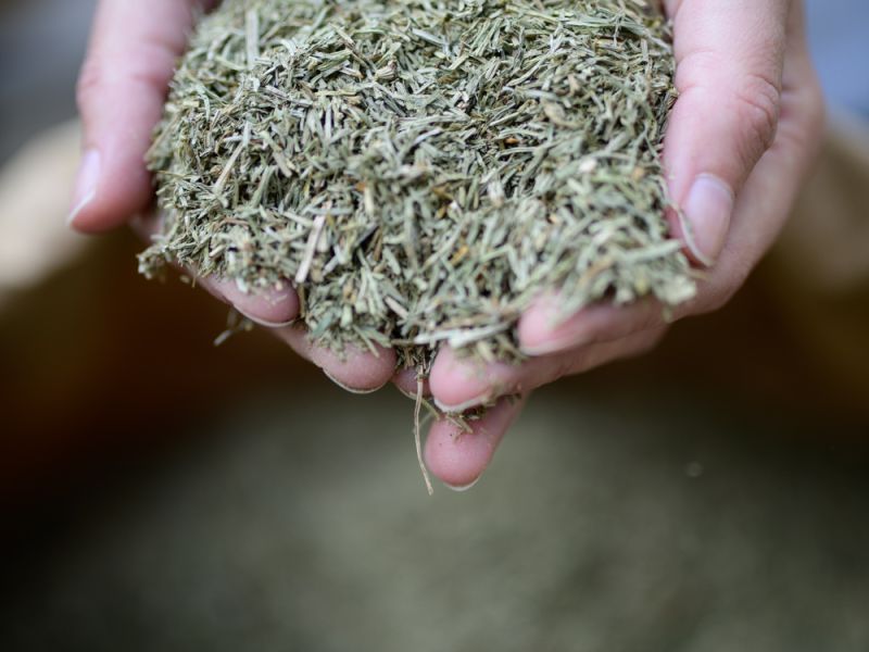 Application anticipée de la prêle de Pâques