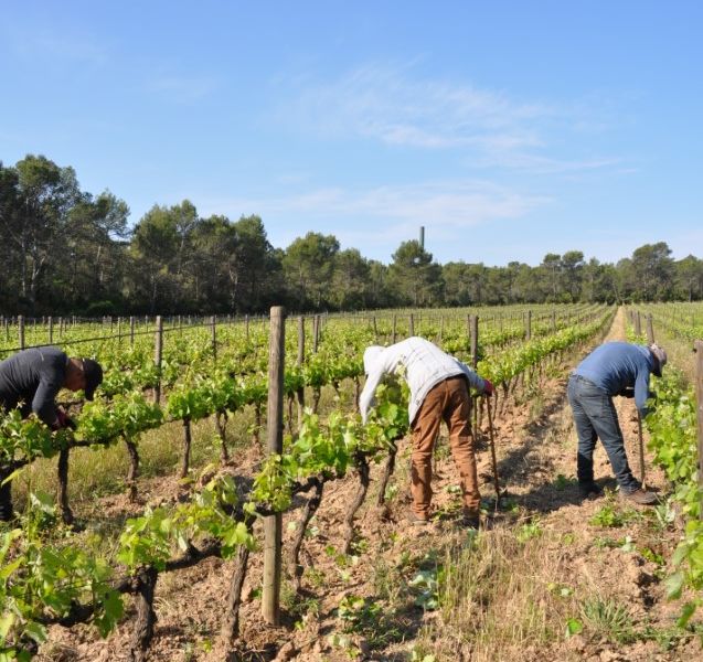 Disbudding to shape the future harvest