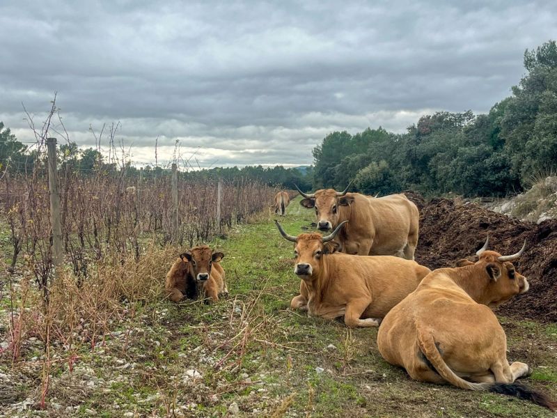 Winter symphony : return of the herds and life of the soil